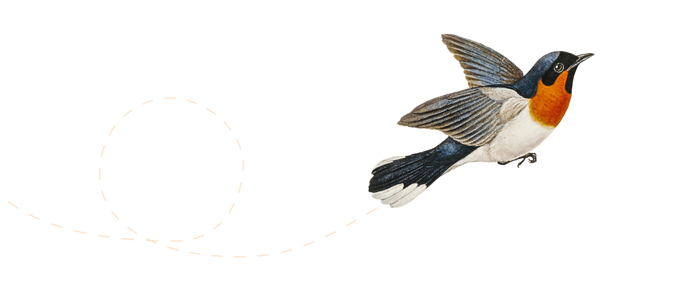 A bird flying